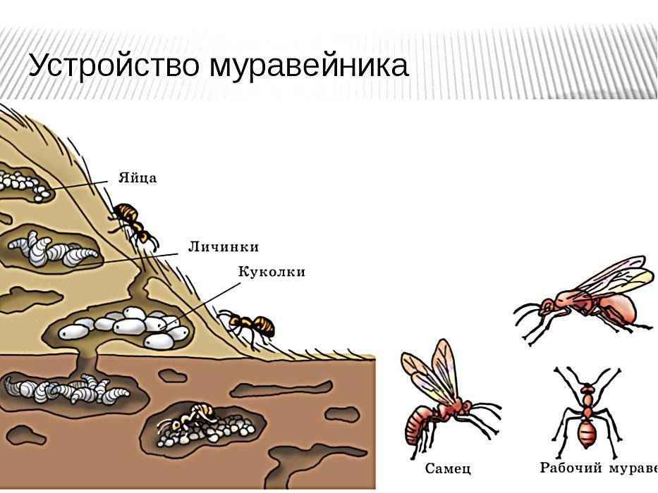 На фото описано устройство муравейника